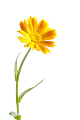 Sunny calendula on the white