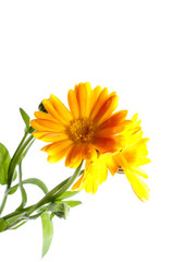 Sunny calendula on the white