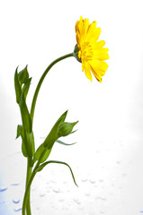 Sunny calendula on the white