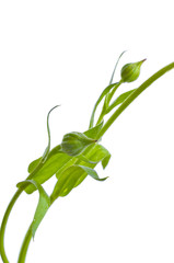 Sunny calendula on the white