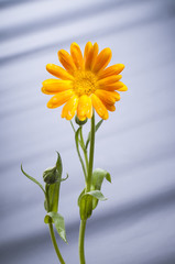 Sunny calendula