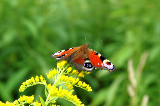 Peacock butterfly on blossoms