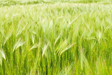 field of green wheat