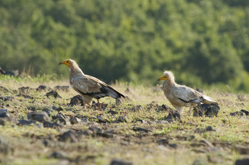 Egyptian Vulture