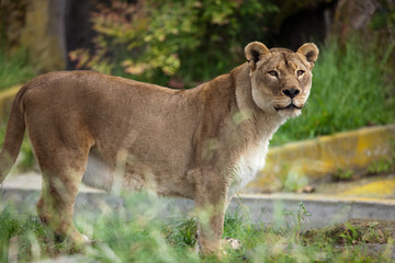 African Lioness