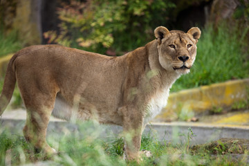Fototapeta na wymiar Afryki lwica
