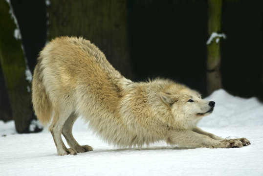 Polarwolf oder Wei&szlig;wolf (Canis lupus arctos)