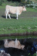 Vaca reflejada