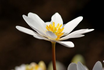 Bloodroot Growing