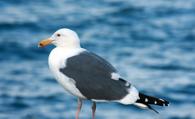 Portrait of seagull
