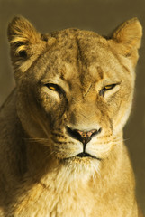 weiblicher Löwe (Panthera leo), Porträt