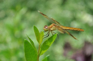 Dragonfly@トンボ