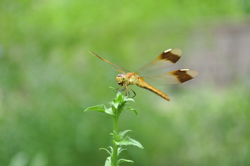dragonfly＠トンボ © indico