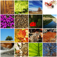 nature / autumn collage