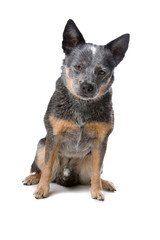 australian cattle dog (kelpie) isolated on a white background