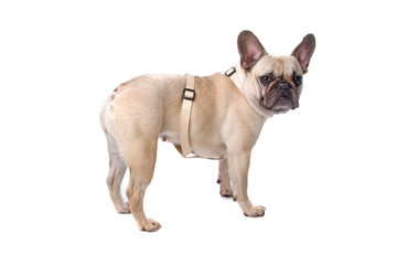 french bulldog isolated on a white background