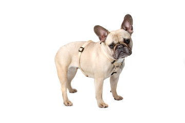 french bulldog isolated on a white background