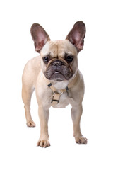 front view of a french bulldog isolated on white