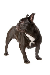 french bulldog isolated on a white background
