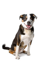 mixed breed dog sitting, isolated on white background