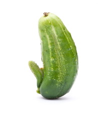 Sex cucumber