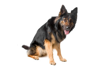 german shepherd dog isolated on a white background