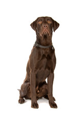 mixed breed dog (labrador, german pointer)