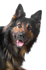 head of german shepherd dog isolated on a white backgrond