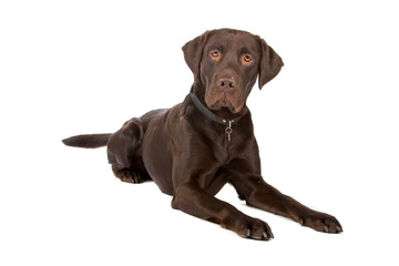 mixed breed dog (labrador, german pointer)