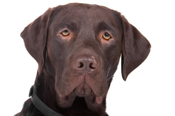 head of mixed breed dog (labrador, german pointer)