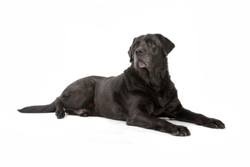 black labrador retriever dog isolated on a white background