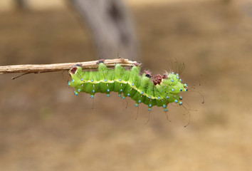 Lepidopterous larva