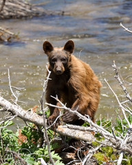 adolescent black bear