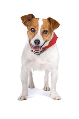 jack russel terrier dog isolated on a white background