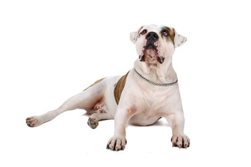 American bulldog lying down, isolated on a white background