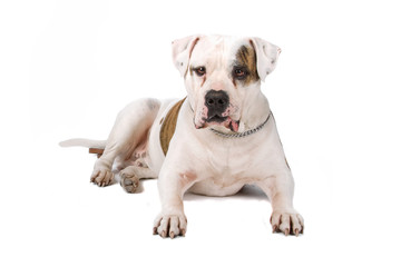 American Bulldog isolated on a white background