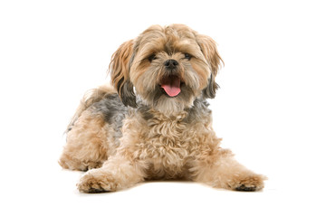 mixed breed dog (Shi tzu,maltese)