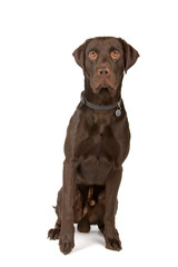 mixed breed dog (choco labrador, German pointer)