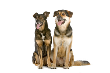 mixed breed dogs sitting, isolated on a white background
