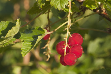 Red currants (Ribes rubrum). Macro photo.