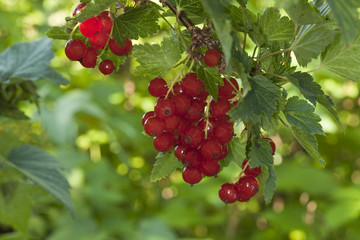 Fototapeta premium Red currants (Ribes rubrum). Macro photo.