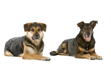 two mixed breed dogs lying down, isolated on a white background
