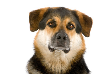 mixed breed dog (shepherd,husky,rottweiler) head