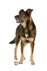 mixed breed dog dutch shepherd, collie, labrador, lying down