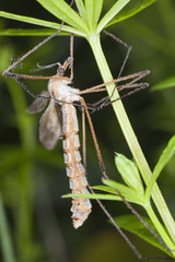 Daddy longlegs. Extreme close-up with high magnification.