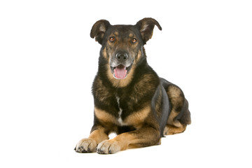 mixed breed dog dutch shepherd, collie, labrador lying down