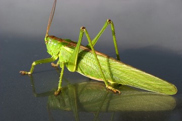 insect