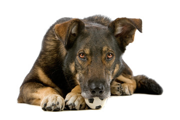 mixed breed dog (Dutch shepherd, collie/labrador)