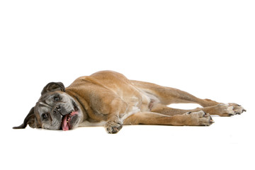 old gray boxer lying, isolated on a white background