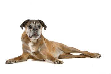 old gray boxer lying, isolated on a white background